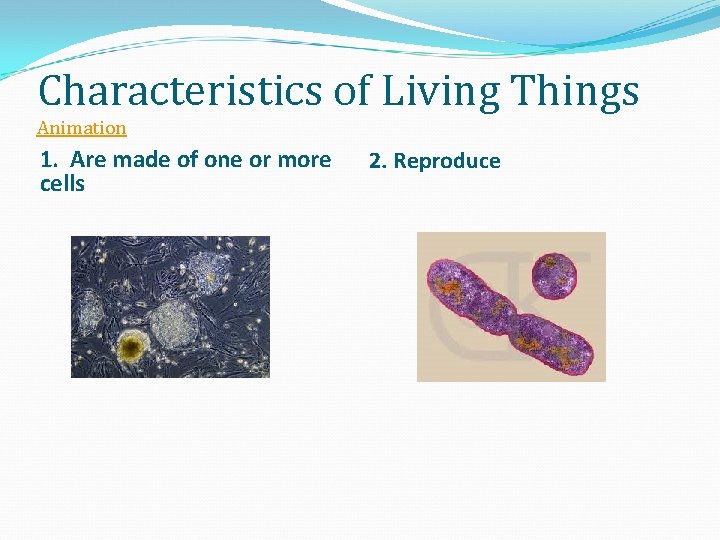 Characteristics of Living Things Animation 1. Are made of one or more cells 2.
