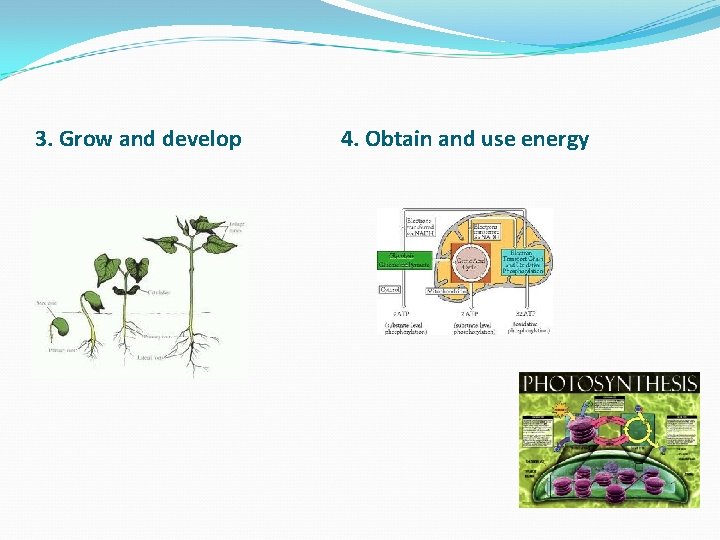 3. Grow and develop 4. Obtain and use energy 