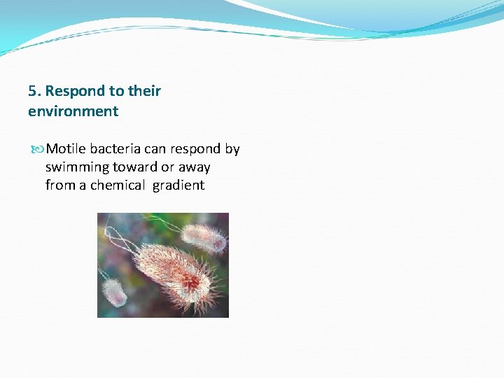 5. Respond to their environment Motile bacteria can respond by swimming toward or away