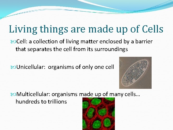 Living things are made up of Cells Cell: a collection of living matter enclosed