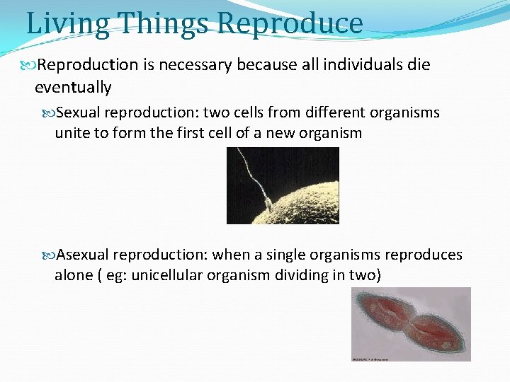 Living Things Reproduce Reproduction is necessary because all individuals die eventually Sexual reproduction: two