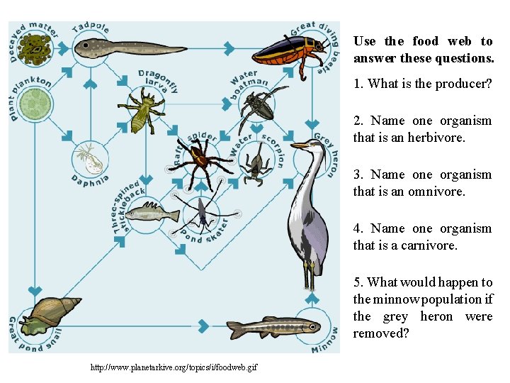 Use the food web to answer these questions. 1. What is the producer? 2.
