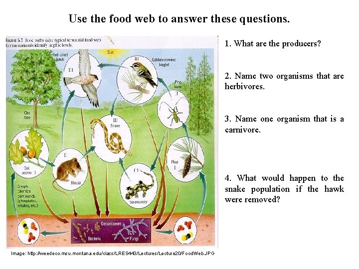 Use the food web to answer these questions. 1. What are the producers? 2.