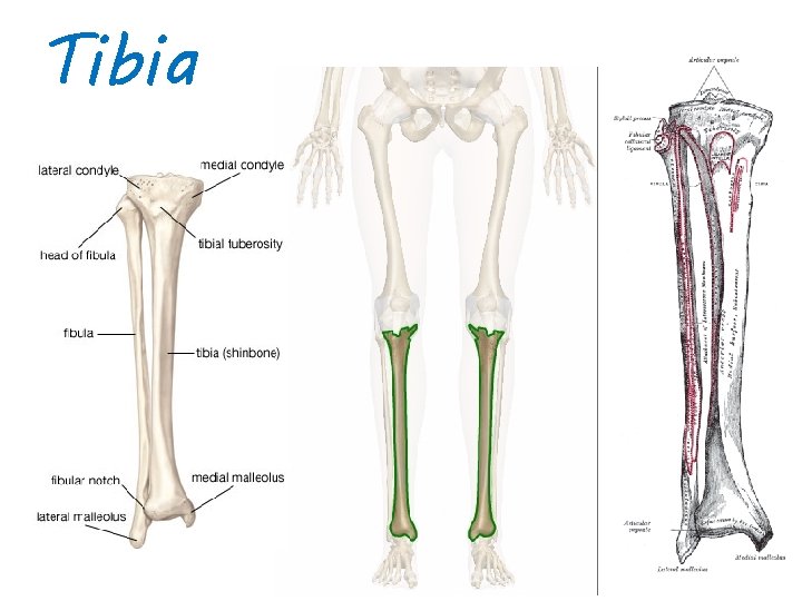 Tibia 