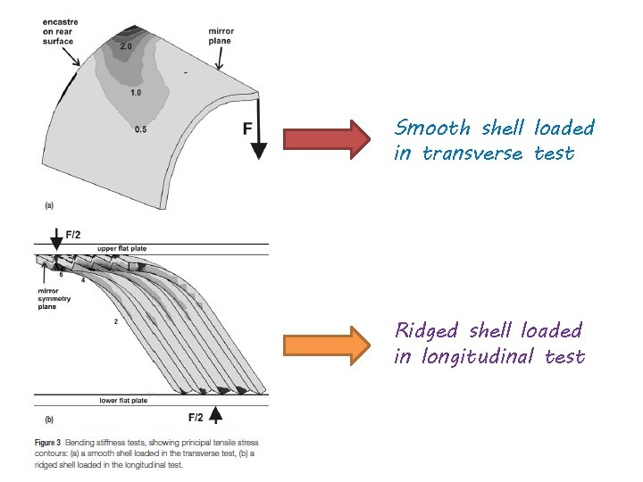 Smooth shell loaded in transverse test Ridged shell loaded in longitudinal test 