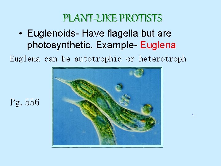 PLANT-LIKE PROTISTS • Euglenoids- Have flagella but are photosynthetic. Example- Euglena can be autotrophic