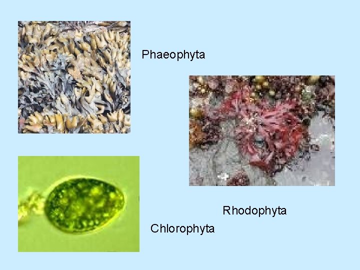 Phaeophyta Rhodophyta Chlorophyta 