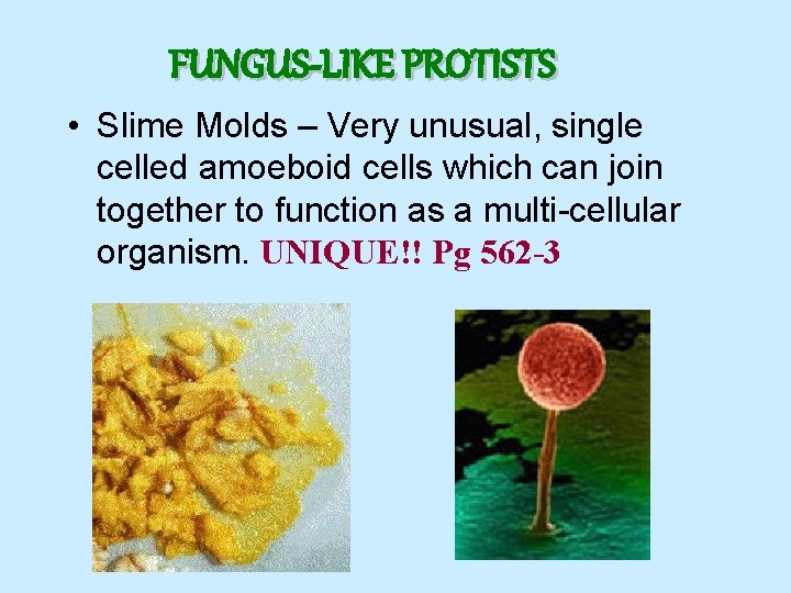 FUNGUS-LIKE PROTISTS • Slime Molds – Very unusual, single celled amoeboid cells which can