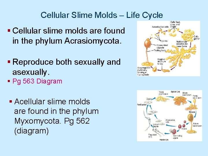 Cellular Slime Molds – Life Cycle § Cellular slime molds are found in the