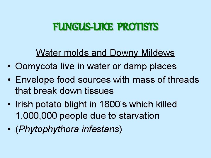 FUNGUS-LIKE PROTISTS • • Water molds and Downy Mildews Oomycota live in water or