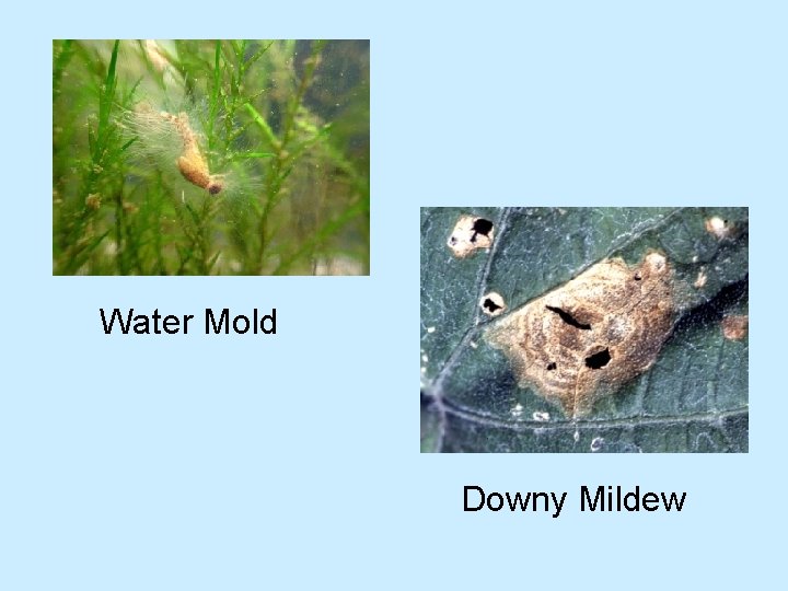 Water Mold Downy Mildew 