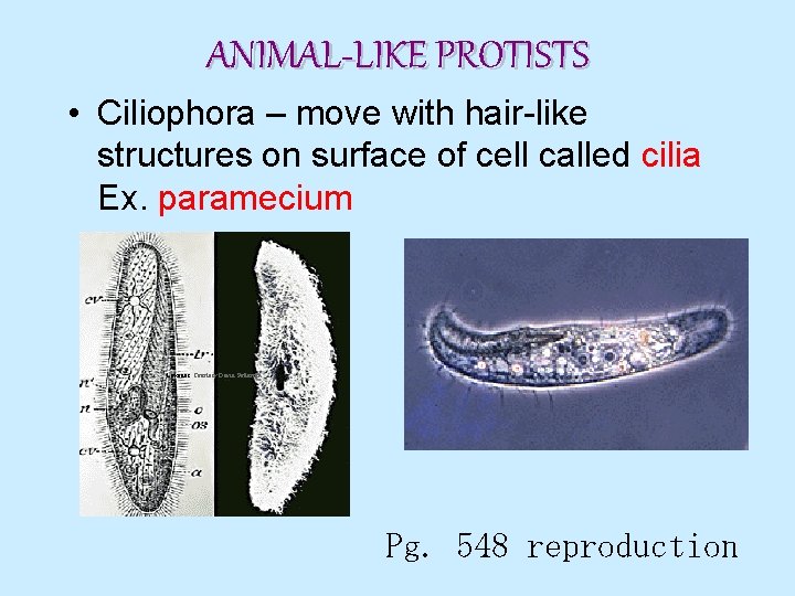 ANIMAL-LIKE PROTISTS • Ciliophora – move with hair-like structures on surface of cell called