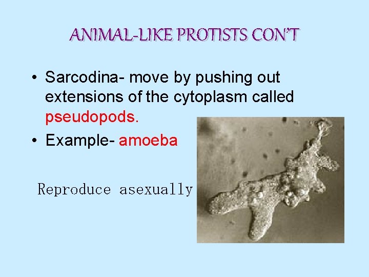 ANIMAL-LIKE PROTISTS CON’T • Sarcodina- move by pushing out extensions of the cytoplasm called