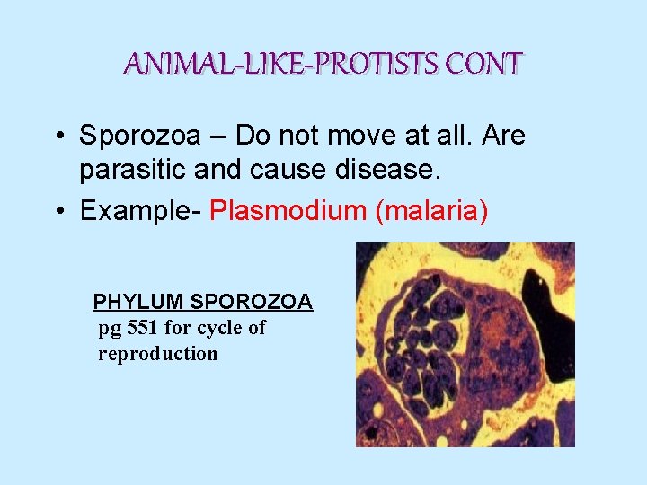 ANIMAL-LIKE-PROTISTS CONT • Sporozoa – Do not move at all. parasitic and cause disease.