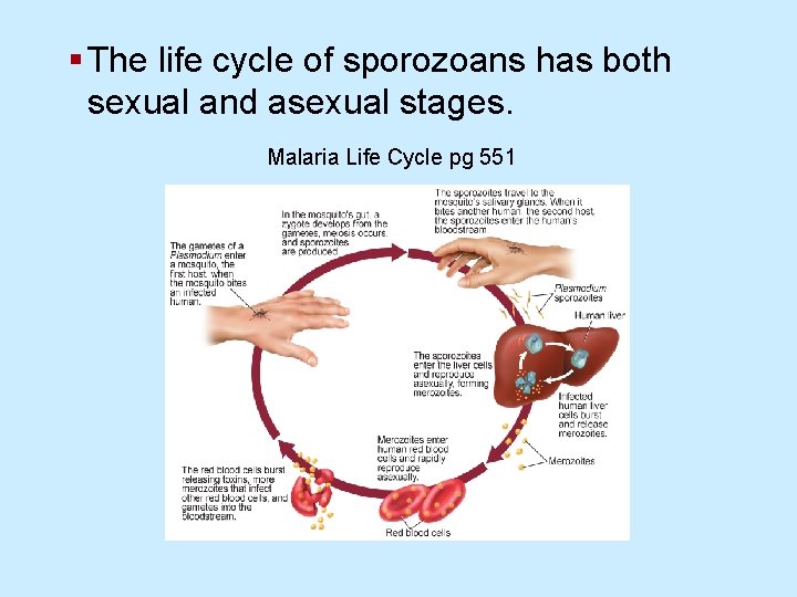 § The life cycle of sporozoans has both sexual and asexual stages. Malaria Life