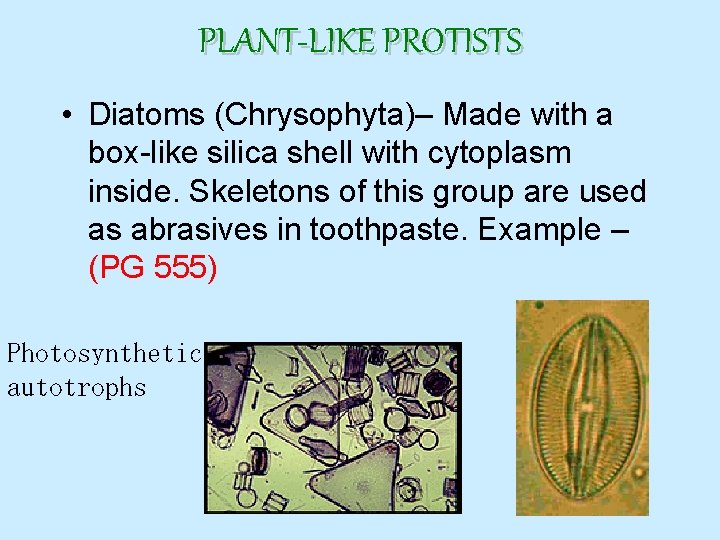 PLANT-LIKE PROTISTS • Diatoms (Chrysophyta)– Made with a box-like silica shell with cytoplasm inside.