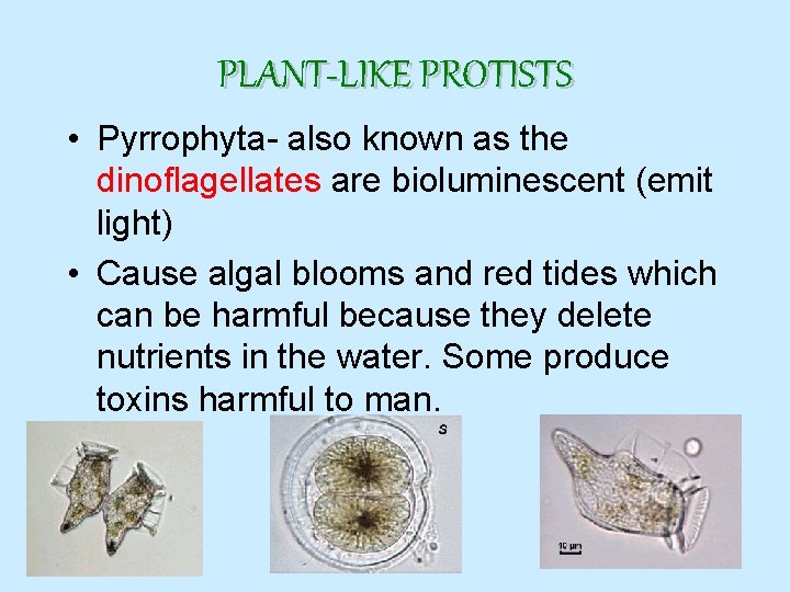 PLANT-LIKE PROTISTS • Pyrrophyta- also known as the dinoflagellates are bioluminescent (emit light) •