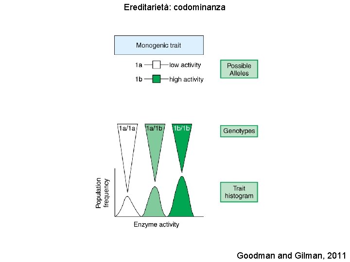 Ereditarietà: codominanza Goodman and Gilman, 2011 