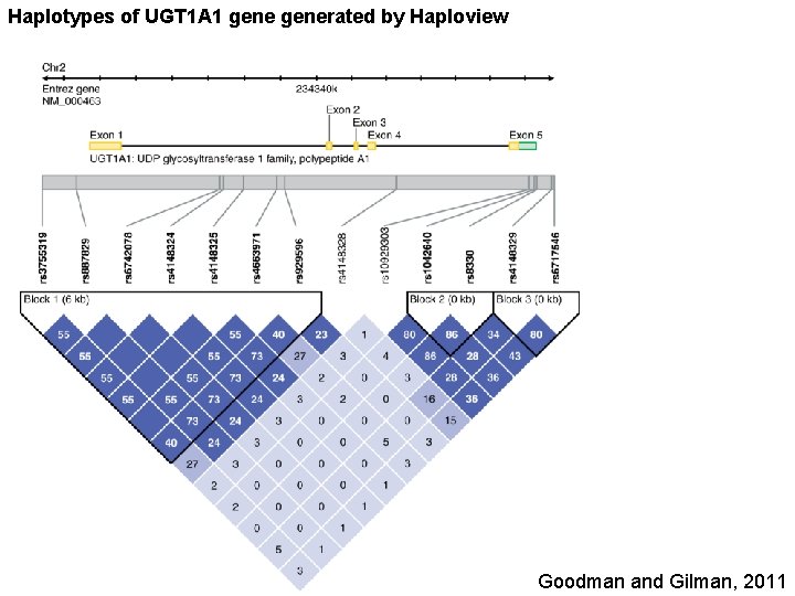 Haplotypes of UGT 1 A 1 generated by Haploview Goodman and Gilman, 2011 