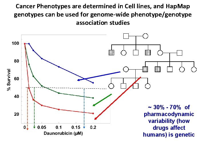 Cancer Phenotypes are determined in Cell lines, and Hap. Map genotypes can be used