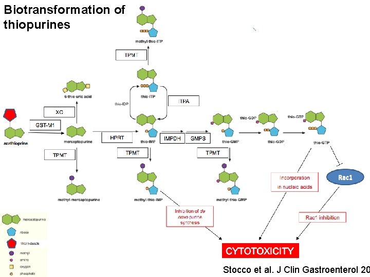 Biotransformation of thiopurines Stocco et al. J Clin Gastroenterol 20 