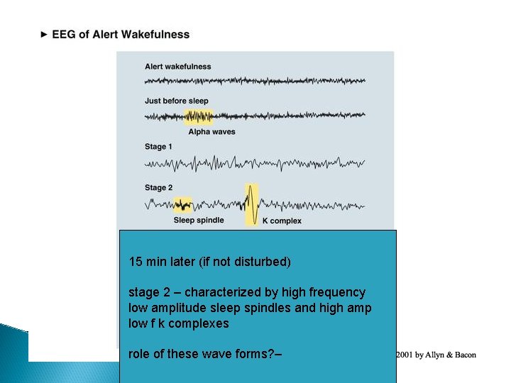 15 min later (if not disturbed) stage 2 – characterized by high frequency low