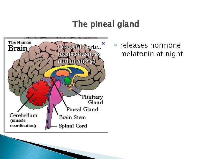 The pineal gland releases hormone melatonin at night 