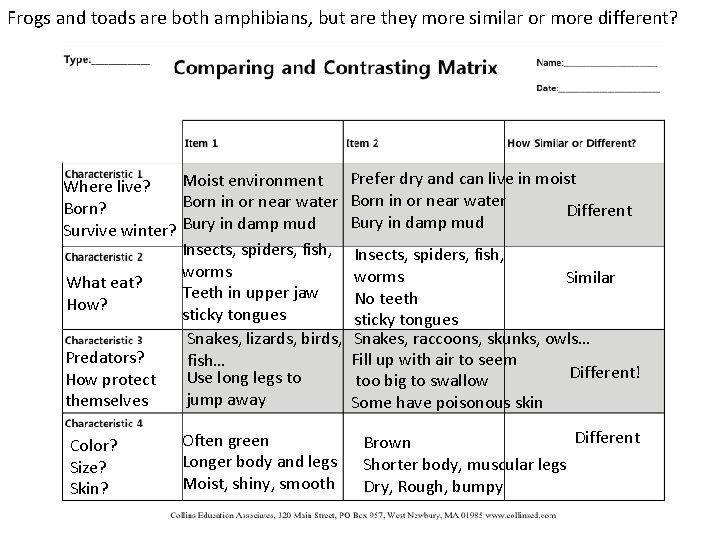 Frogs and toads are both amphibians, but are they more similar or more different?