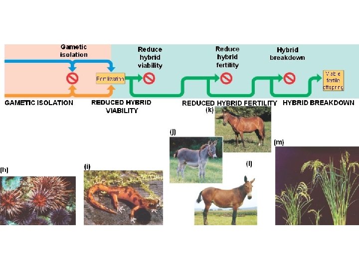 CH 16 EVOLUTION OF POPULATIONS Crash Course Population