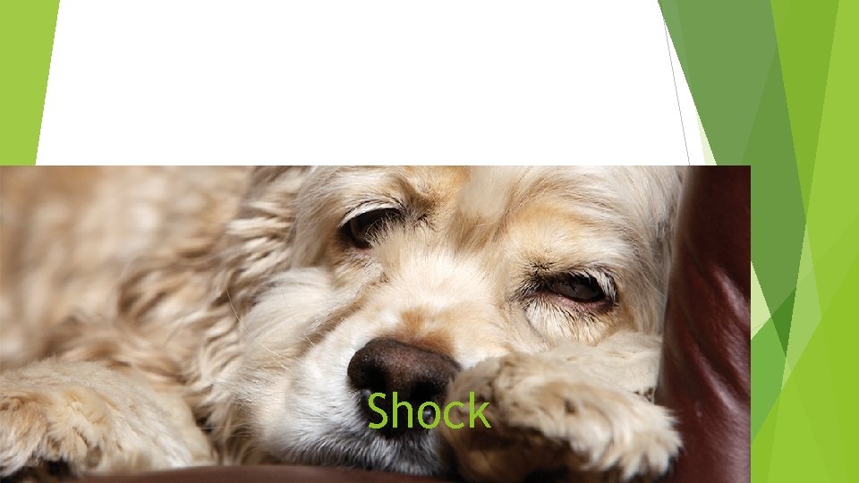 Shock 