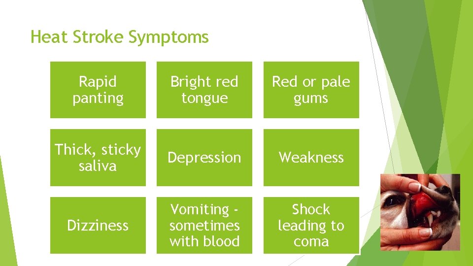 Heat Stroke Symptoms Rapid panting Bright red tongue Red or pale gums Thick, sticky
