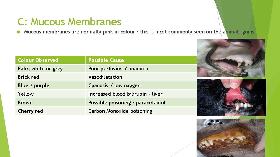 C: Mucous Membranes Mucous membranes are normally pink in colour – this is most