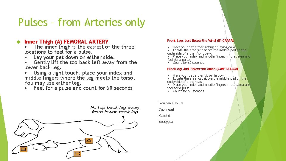 Pulses – from Arteries only Inner Thigh (A) FEMORAL ARTERY • The inner thigh