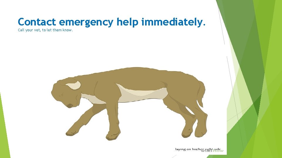 Contact emergency help immediately. Call your vet, to let them know. 