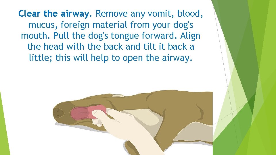 Clear the airway. Remove any vomit, blood, mucus, foreign material from your dog's mouth.