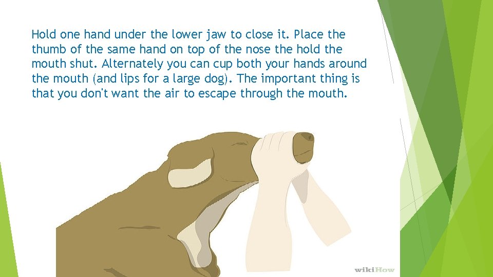 Hold one hand under the lower jaw to close it. Place thumb of the