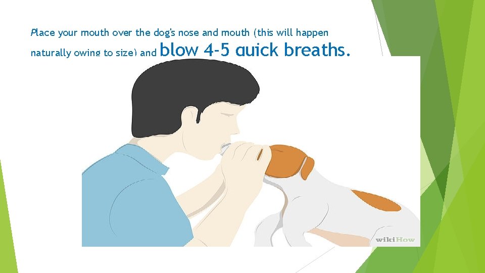 Place your mouth over the dog's nose and mouth (this will happen naturally owing