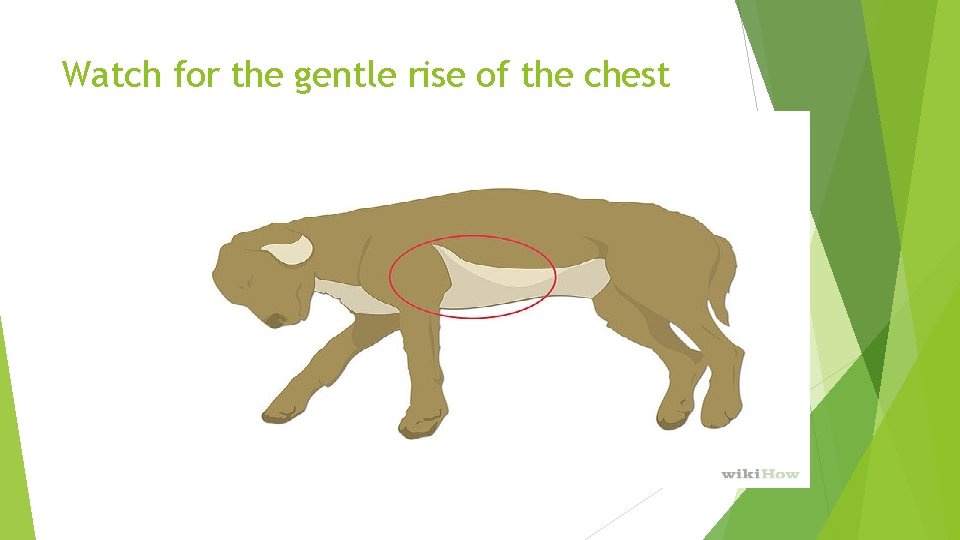 Watch for the gentle rise of the chest 