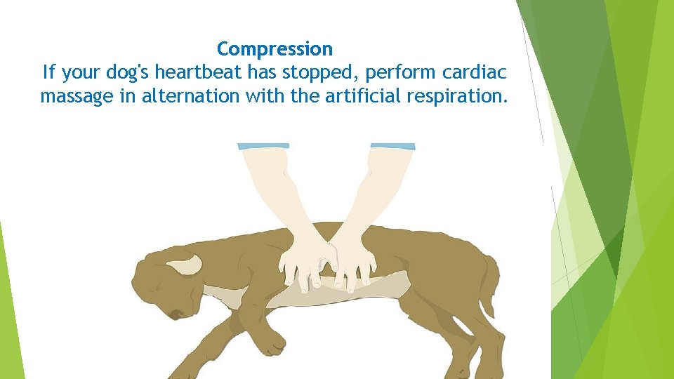 Compression If your dog's heartbeat has stopped, perform cardiac massage in alternation with the