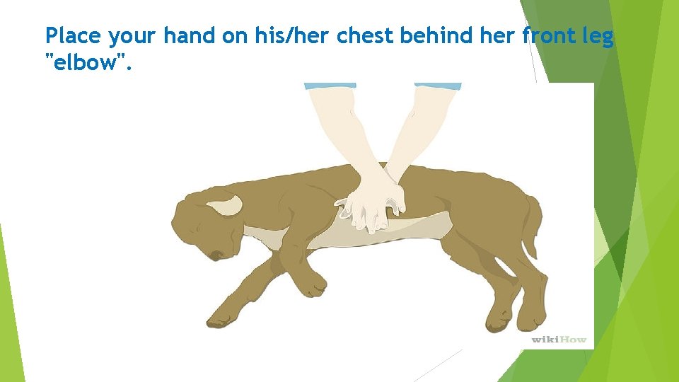 Place your hand on his/her chest behind her front leg "elbow". 