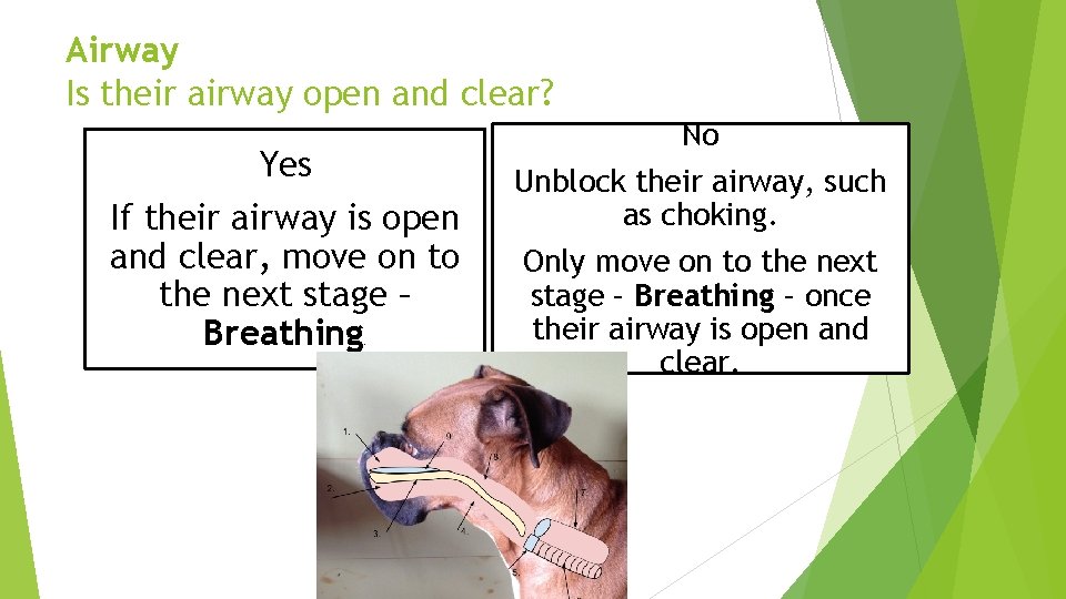 Airway Is their airway open and clear? Yes If their airway is open and