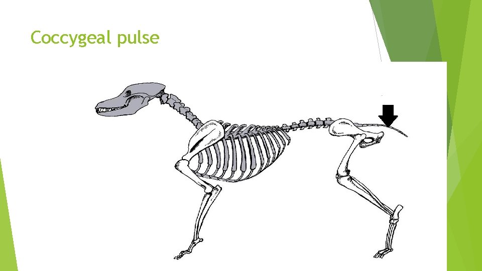 Coccygeal pulse 