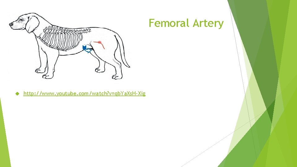 Femoral Artery http: //www. youtube. com/watch? v=qb. Ya. Xs. H-Xig 