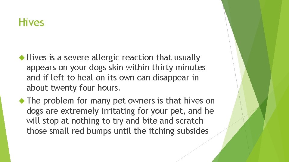 Hives is a severe allergic reaction that usually appears on your dogs skin within