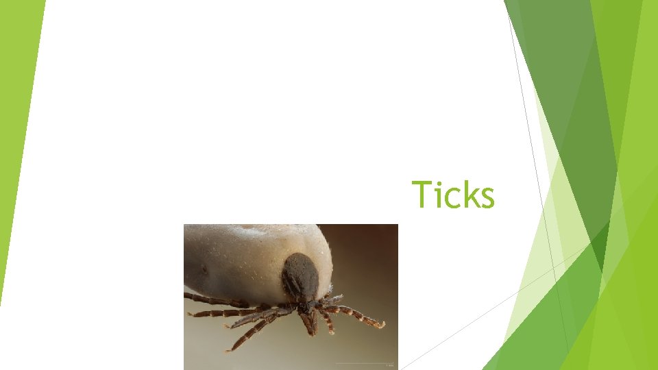 Ticks 