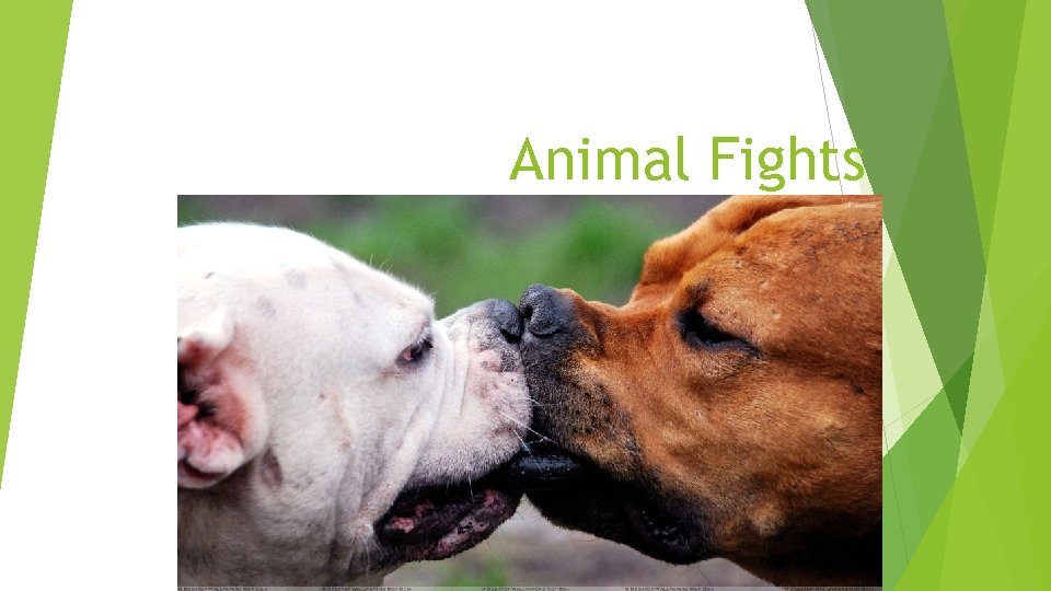 Animal Fights 