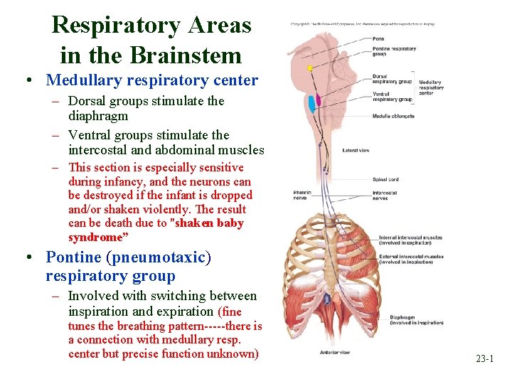 Respiratory Areas in the Brainstem • Medullary respiratory center – Dorsal groups stimulate the