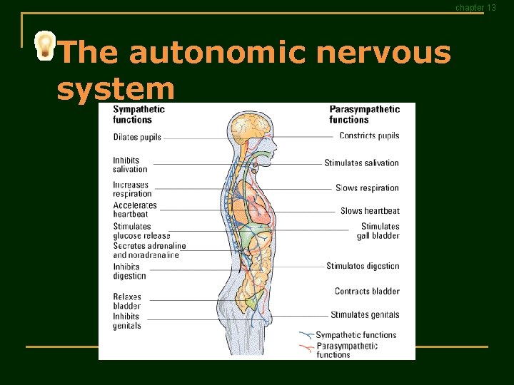 chapter 13 The autonomic nervous system 