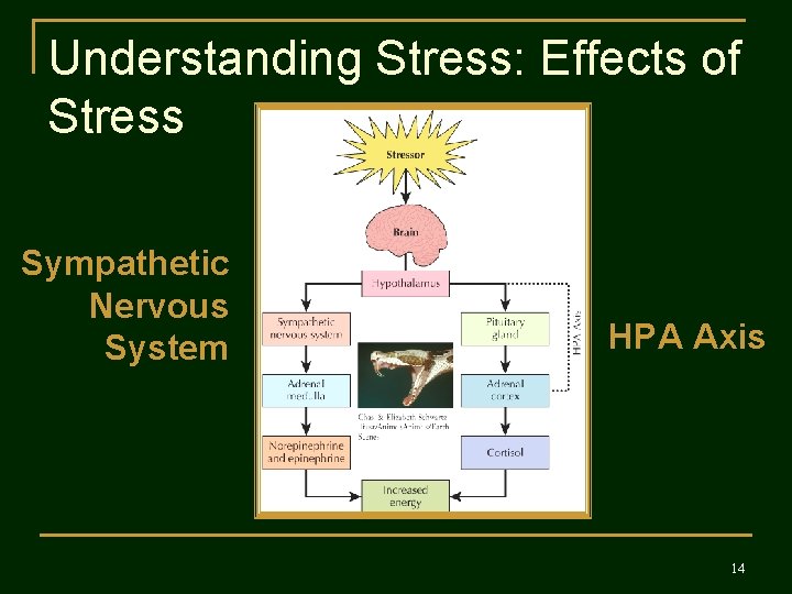 Understanding Stress: Effects of Stress Sympathetic Nervous System HPA Axis 14 