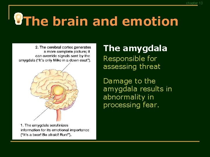 chapter 13 The brain and emotion The amygdala Responsible for assessing threat Damage to